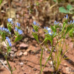 Flinders Wildflowers September 2016