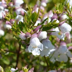 Flinders Wildflowers September 2016