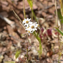 Flinders Wildflowers September 2016