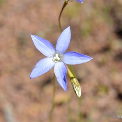 Flinders Wildflowers September 2016