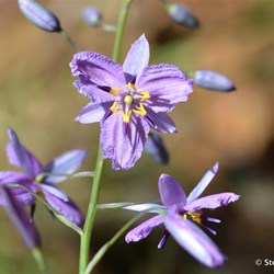Flinders Wildflowers September 2016
