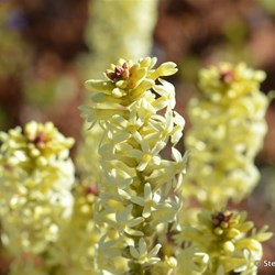 Flinders Wildflowers September 2016