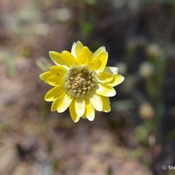 Flinders Wildflowers September 2016