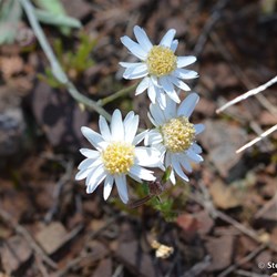 Flinders Wildflowers September 2016