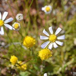 Flinders Wildflowers September 2016