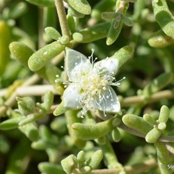 Flinders Wildflowers September 2016
