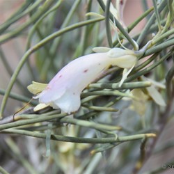 Flinders Wildflowers September 2016