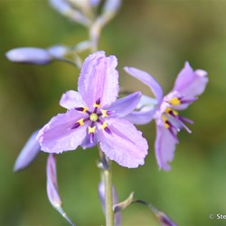 Flinders Wildflowers September 2016