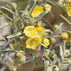 Flinders Wildflowers September 2016