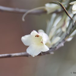 Flinders Wildflowers September 2016