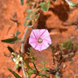 Flinders Wildflowers September 2016