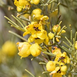 Flinders Wildflowers September 2016