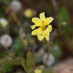 Flinders Wildflowers September 2016