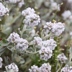 Flinders Wildflowers September 2016