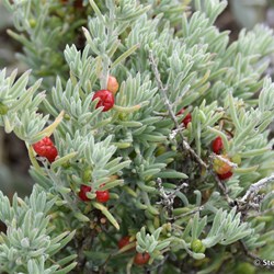Flinders Wildflowers September 2016