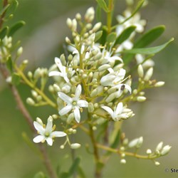 Flinders Wildflowers September 2016