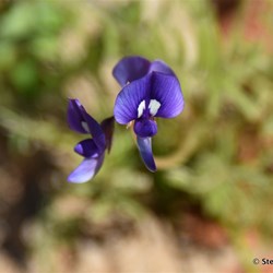 Flinders Wildflowers September 2016