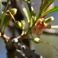 Flinders Wildflowers September 2016