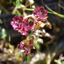 Flinders Wildflowers September 2016