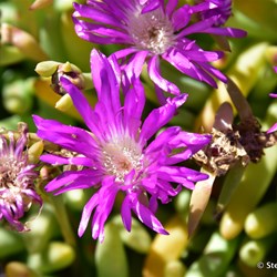 Flinders Wildflowers September 2016