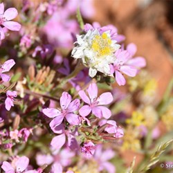 Flinders Wildflowers September 2016