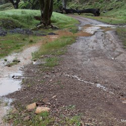 A very wet Rawnsley Park