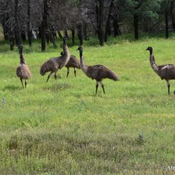 There were lots of young emu's on the way to Blinman