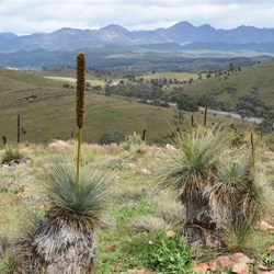 On the way to Blinman - Hucks Lookout