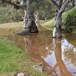 The Creek in the Caravan Park more than 48 hours after the rain