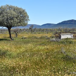 Bruce's Grave - Hawker