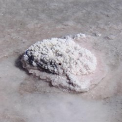 Salt in the shallows