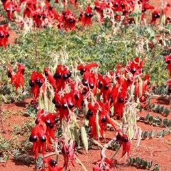 Large display of Sturts Desert Pea