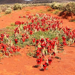 Large display of Sturts Desert Pea