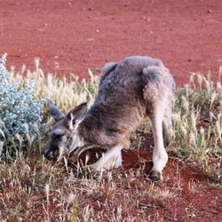 Hand Raised Kangaroo