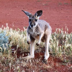 Hand Raised Kangaroo