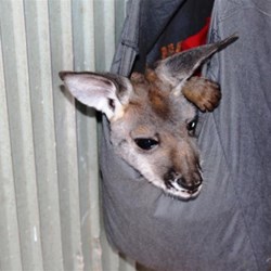 A shopping bag serves as a pouch