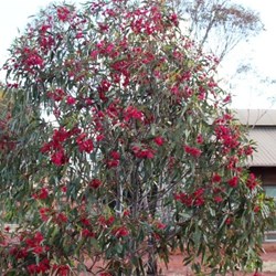 Flowering tree in the camping area
