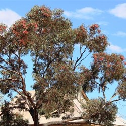 Flowering gums at the caravan park