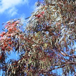 Flowering gums at the caravan park
