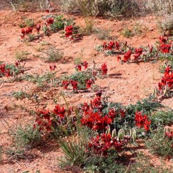 Our first sighting of a Sturt Desert Pea 
