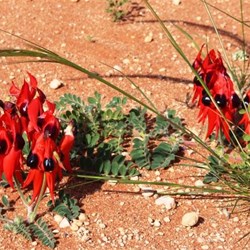 More Sturts Desert Pea