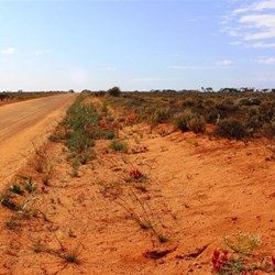 Roadside Sturts Desert Peas