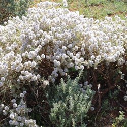 This bush is common in the area