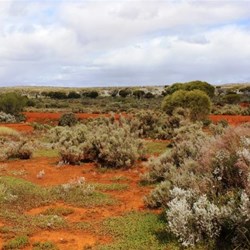 Road side vegetation
