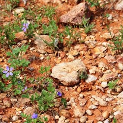 Roadside wild flowers at memorial