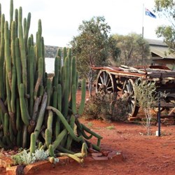 Cactus and an old cart