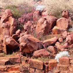 Natural rock gardens