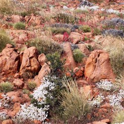 Natural rock gardens