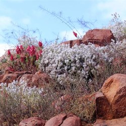 Natural rock gardens
