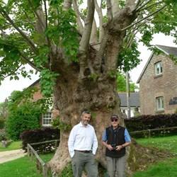 Tolpuddle Matyrs Tree